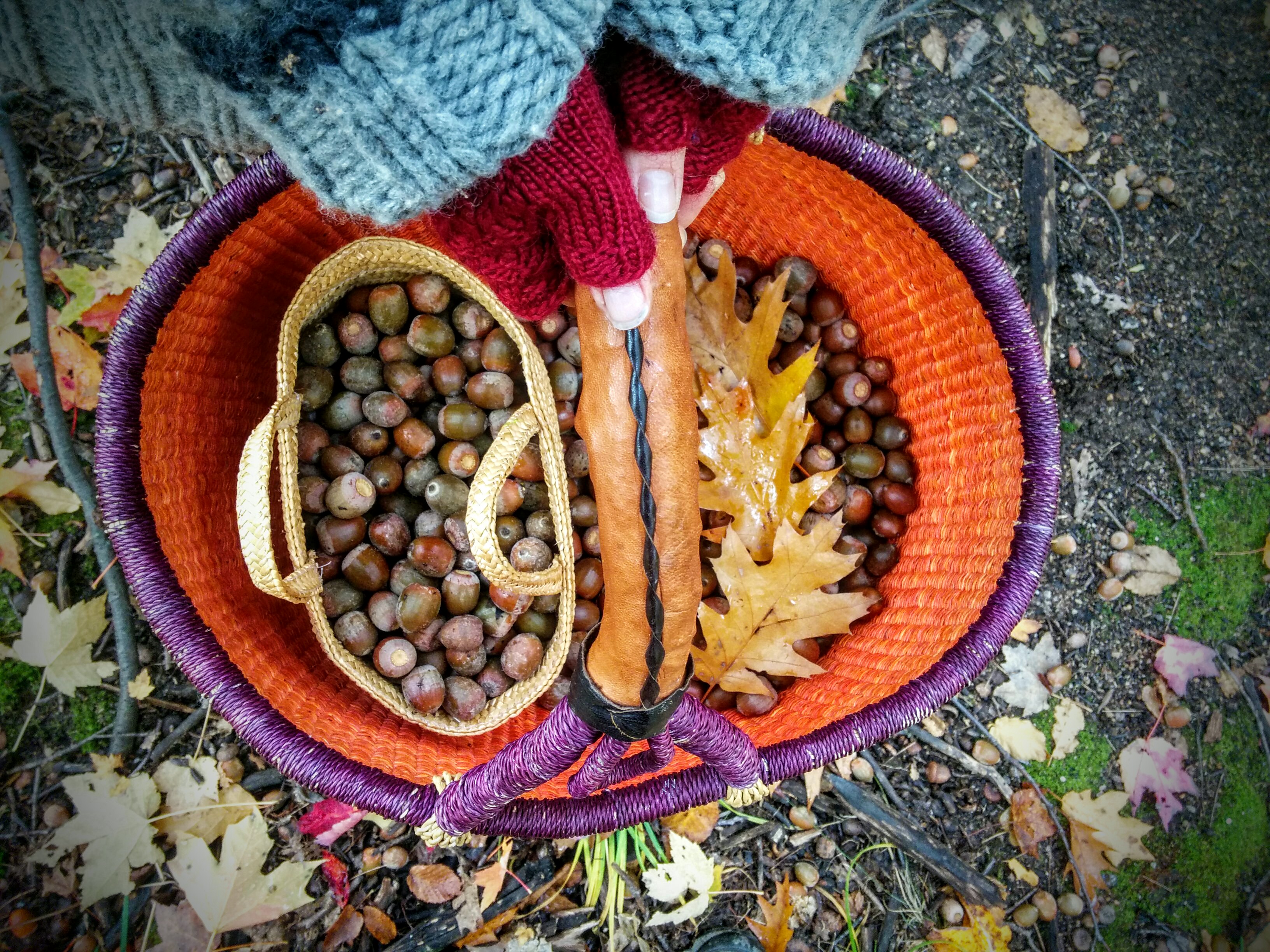 Acorn (Oak): Foraging for culinary and medicinal use - BritishLocalFood